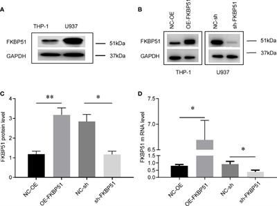 Dexamethasone Sensitizes Acute Monocytic Leukemia Cells to Ara-C by Upregulating FKBP51